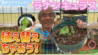 ラナンキュラスを植え替えちゃおう！【ラナンキュラスラックス】【ランドセルシリーズ】【園芸のぶチャンネル】