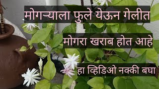 पावसाळ्यात मोगऱ्याची काळजी कशी घ्यावी //How to care Arabian jasmine in rainy season.