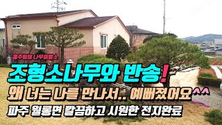 조형소나무와 반송! 왜 너는 나를 만나서 예뻐졌어요^^.. 파주 월롱면 / tree pruning 010!