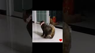 Funny Cat Reactions #shorts | Amazing Pets