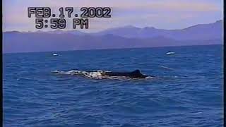 New Zealand 17 Feb 2002 (Kaikoura Whale Watching Tour)