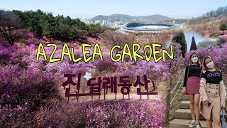 THE BEAUTIFUL AZALEA #진달래 #azalea  #ivyjanice