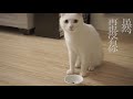 知音cp 渣男橘猫和颜艺白猫上演相爱相杀