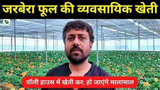 पॉली हाउस में करें जरबेरा फूल की खेती | Gerbera Phool Ki Kheti | Gerbera Farming | Krishi Network