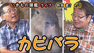 いきもの頭鑑 ライブ　カピバラ特別 変？(編) 4/5