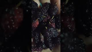 Mulberry fruit uses