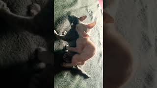 Cute Kittens Mating 😻♥️🙀@rjkkafridi #cat #kitty #catvideos #animal #cutecat #kitten #1mviews