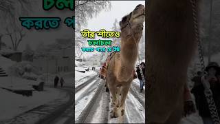 উট নিয়ে আমাদের যে যে ভুল ধারণা রয়েছে।🐫 #camel #camelride #ভুল #ধারণা