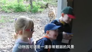 狮子看到小宝宝兽性大发，宝宝回头一看，狮子反应太逗了