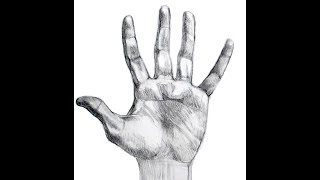 How to Draw Hands, Proportion and Construction
