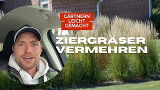 Ziergräser im Garten vermehren aus einem mach Viele