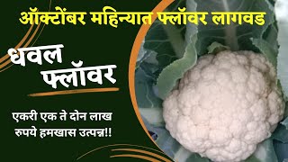 ऑक्टोंबर महिन्यात फ्लॉवर लागवड!! I धवल फ्लॉवर लागवड I flawar I cauliflower