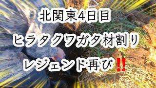 北関東河川敷ヒラタクワガタ材割り採集【クワガタ採集】