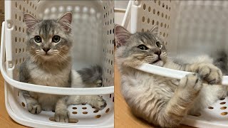 猫が洗濯カゴから出れなくなりました【サイベリアン】