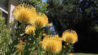 Secret to growing proteas in difficult soil conditions - leucospermum, leucadendron, mimetes banksia