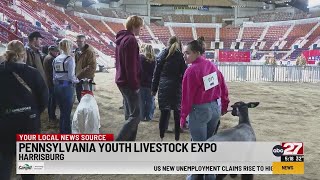 Pennsylvania Youth Livestock Expo this weekend