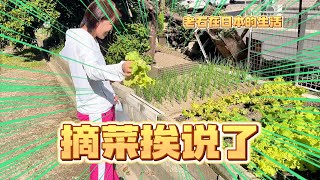 去嶽父種的小菜地摘菜 結果把不該摘的菜連根拔起 結果挨說了