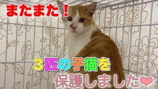 生後5ヶ月大きめの子猫3匹を保護しました【We rescued 3 kittens】