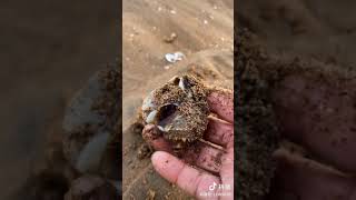 Catching Seafood 🐟🦀🐙🐢 Deep Sea Octopus (Catch Crab, Catch Fish) - Tik Tok #