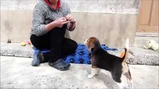 Puppy Training - Teaching Calm and 'Leave It'.