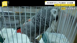 希少動物「ヨウム」を知人へ譲渡した疑い…４８歳女逮捕「誰かに家族として大切に育ててもらう方が幸せに過ごせると」（2025年2月20日）