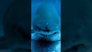 shark very dangerous animal videos#short 🦈🦈