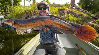 VICIOUS Copper Snakehead Top Water Blow Ups