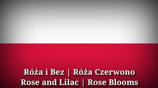 Róża i Bez - Rose and Lilac [Polish Lyrics & English Translation]