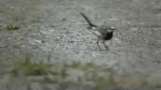 ハクセキレイのダンス　White Wagtail Fly Catch Dance