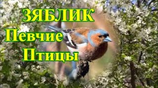 Певчие Перелётные Птицы🦜ЗЯБЛИК Ornithotherapy -  Лікування Співом Птахів 🌿 УСПОКОИТ НЕРВНУЮ СИСТЕМУ