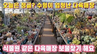 #정글속 이쁜 아가들 보물찾기 #멋드러진 수형의 다육이들 #쪼꼬미 부터 대품까지 #가성비좋은 아가들까지 총출동 #다육이 #화분