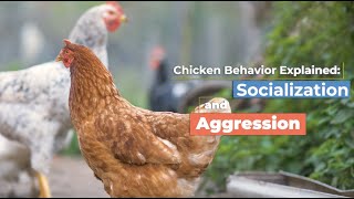 Chicken Behavior Explained: Socialization and Aggression