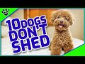 Top 10 Best Family Dogs That Don't Shed a Lot - Dogs 101