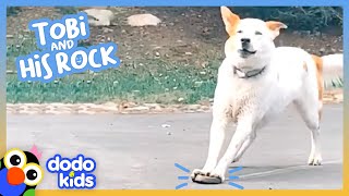 Watch This Dog Slide Everywhere On A Rock | Animal Videos | Dodo Kids