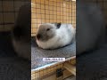 うさぎの寝方🐰 うさぎのいる暮らし うさぎの飼育 うさぎのいる生活