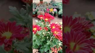 Lalbagh Nursery bangalore Visit #flowers #shortsfeed  #garden #shorts #trending @Sangeethamanju-06