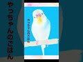 【メイキング】ペットヒーリングアート® ～しいちゃん セキセイインコ）の場合～ shorts ヒーリングアート インコ