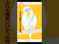 【メイキング】ペットヒーリングアート® ～しいちゃん セキセイインコ）の場合～ shorts ヒーリングアート インコ