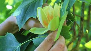 Tulip Tree at Great Linford Manor Park