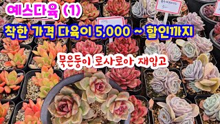 예스다육(1) 예쁜 다육이들 가격 착하게 5,000 ~ 낮춰서 소개 #로사로아 착하게 재입고