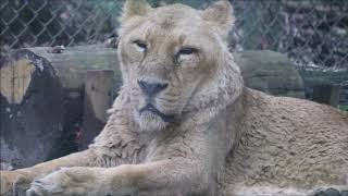 2020/06/26 高齢インドライオン姉妹  in  よこはま動物園ズーラシア