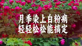 【惠惠的花园】月季白粉病，通常表现为叶片卷曲，出现白色的粉末。惠惠教你简单高效的治疗它