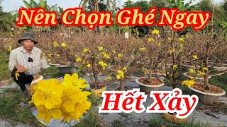 📞TIẾN 0989334047 MAI GIẢO RIN HOA ĐẸP HẾT XẢY NÊN CHỌN BAO SHIP 17/02/2025 | BẾN TRE ƠI