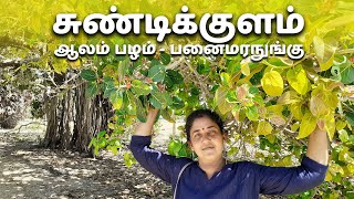 சுண்டிக்குளம் | இயக்கச்சி | பனைமரநுங்கு குடிக்கலாம்.