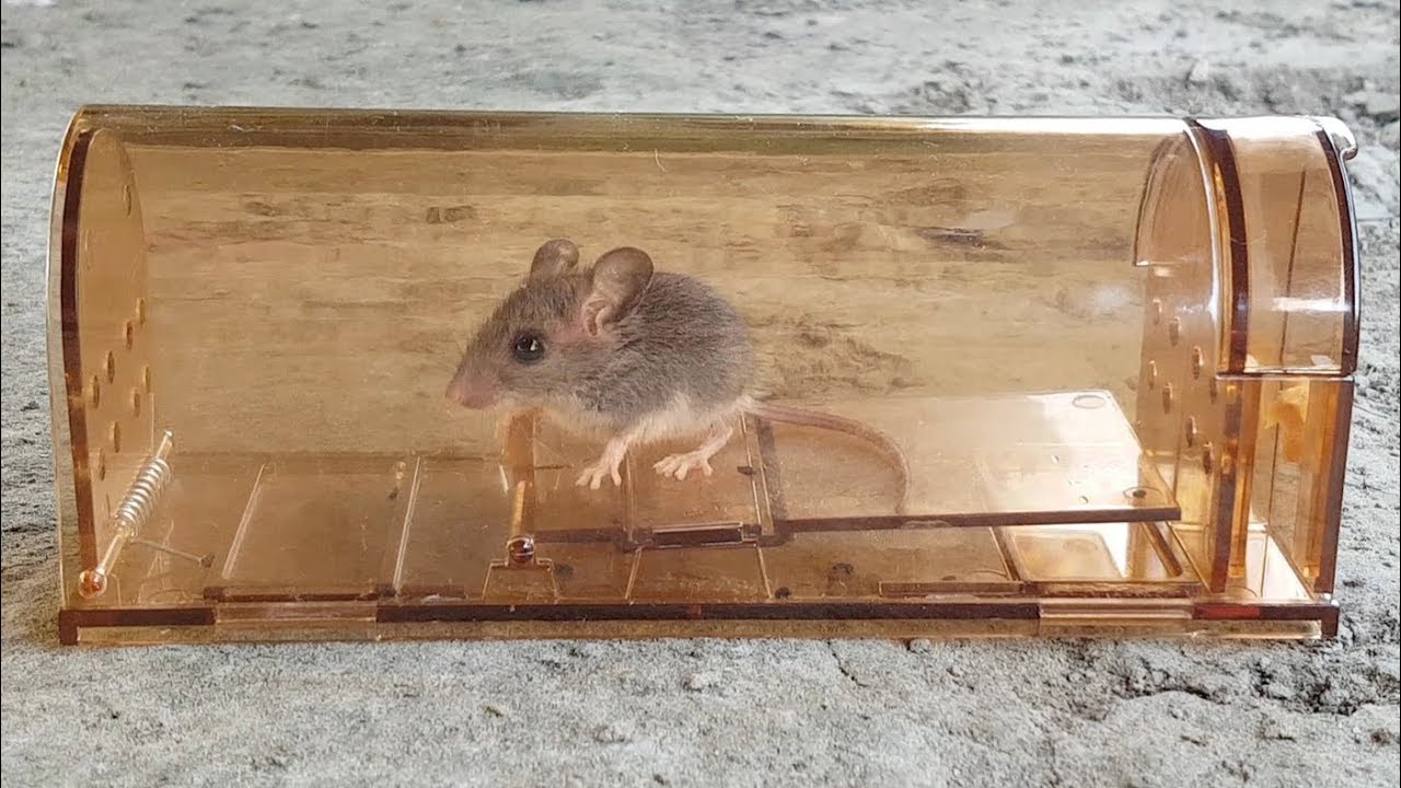 Vensmile Humane Smart Mouse Trap Review - YouTube