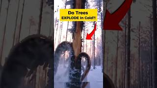 Do Trees Really Explode in Freezing Cold?