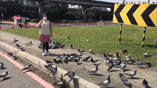 寶貝日記 河濱公園餵鴿子小鳥