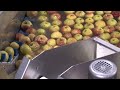 vegfresh apple peeling.m4v