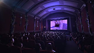 Cat Movie Theatre Ambience ASMR : Film Projector Sounds, Relaxing Cinematic Music, Popcorn Sounds