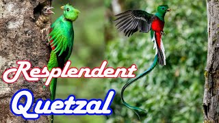 The Resplendent Quetzal: A Bird of Myth, Beauty, and Conservation | Wild Symphony